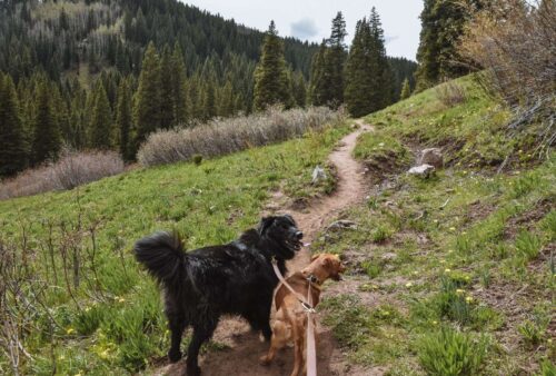 6 Best Family-Friendly Outdoor Activities in Castle Rock, Colorado